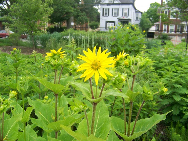 Silphium connatum Silphiumconnatumflower.JPG