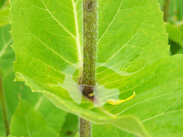 Silphium connatum Silphiumconnatumfoliage.JPG