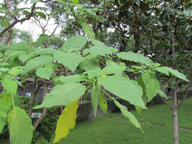 Datura candida SolanaceaeDaturaCandidaLeaf.JPG