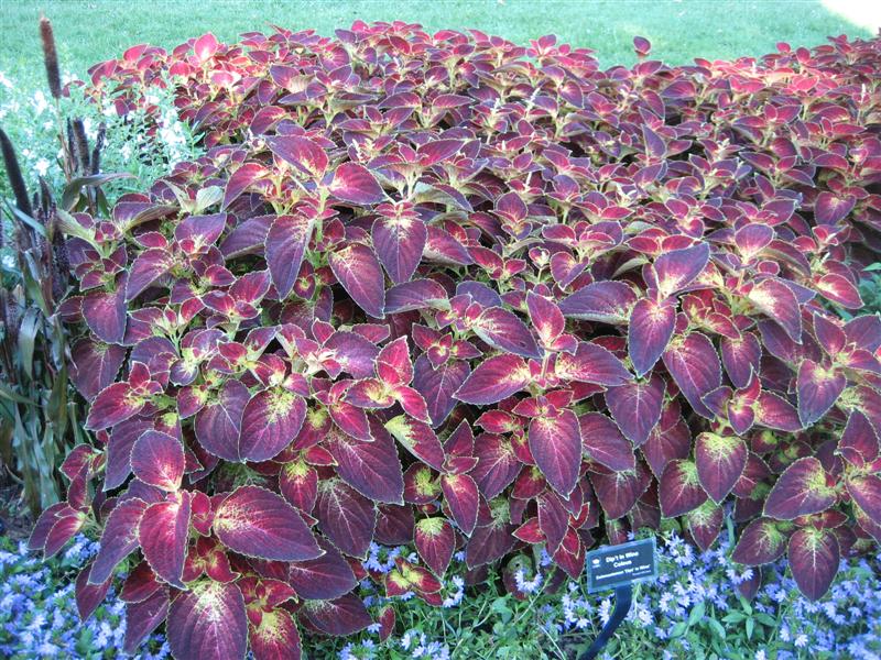 Solenostemon hybridus Solenostemon_plants.JPG