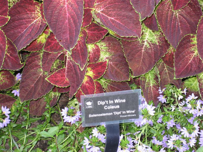 Solenostemon hybridus Solenostemon_sign.JPG