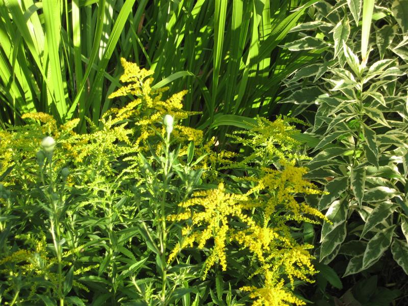 Solidago  Solidago_spp.JPG