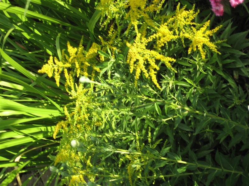 Solidago  Solidago_spp_side.JPG