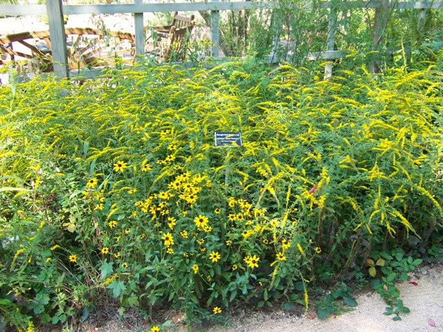 Picture of Solidago rugosa 'Fireworks' Fireworks Goldenrod