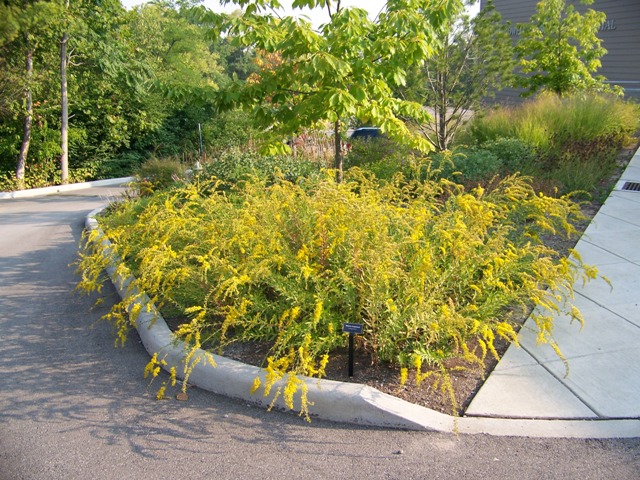 Picture of Solidago shortii Solar Cascade Solar Cascade Goldenrod