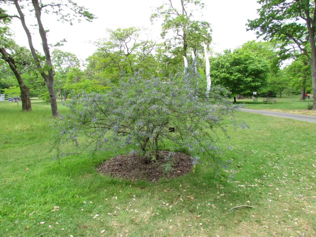 Sophora davidii SophoraDavidiiKewFull.JPG