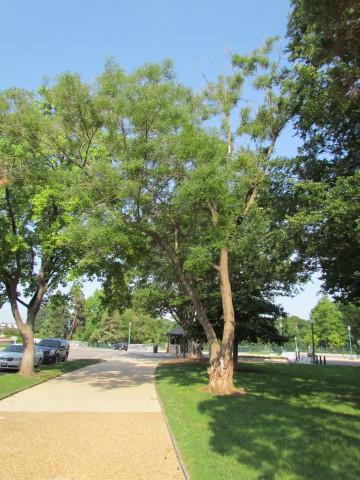 Sophora japonica SophoraJaponica2CapitolHill.JPG