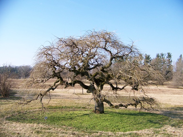 Sophora japonica SophorajaponicaPendula.JPG