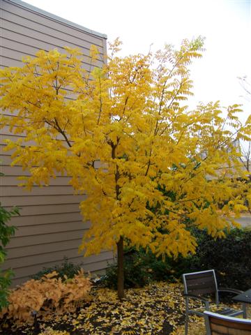 Picture of Sophora%20japonica%20%20Japanese%20Pagodatree