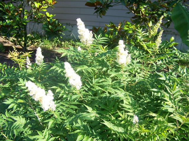 Picture of Sorbaria sorbifolia 'Sem' Sem Ural False Spirea