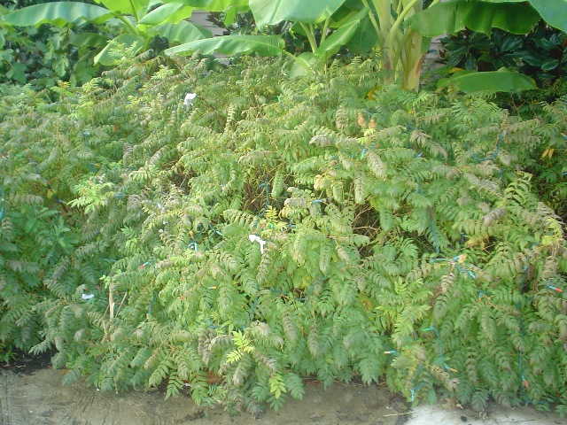 Picture of Sorbaria sorbifolia 'Sem' Sem Ural False Spirea