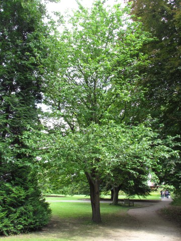 Sorbus torminalis SorbusTorminalusFullCUBG.JPG