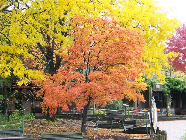 Picture of Sorbus%20alnifolia%20%20Korean%20Mountain%20Ash