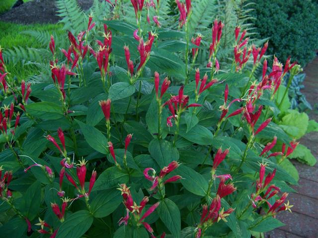 Picture of Spigelia marilandica  Indian Pink