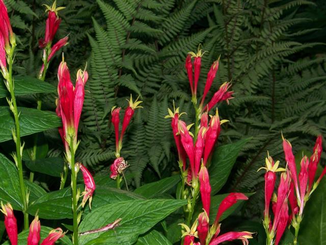 Picture of Spigelia marilandica  Indian Pink