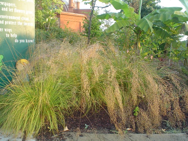 Picture of Sporobolus heterolepis  Prairie Dropseed