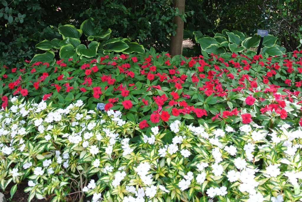 Picture of Impatiens x hybrida 'SunPatiens Spreading White' SunPatiens Spreading White Impatiens