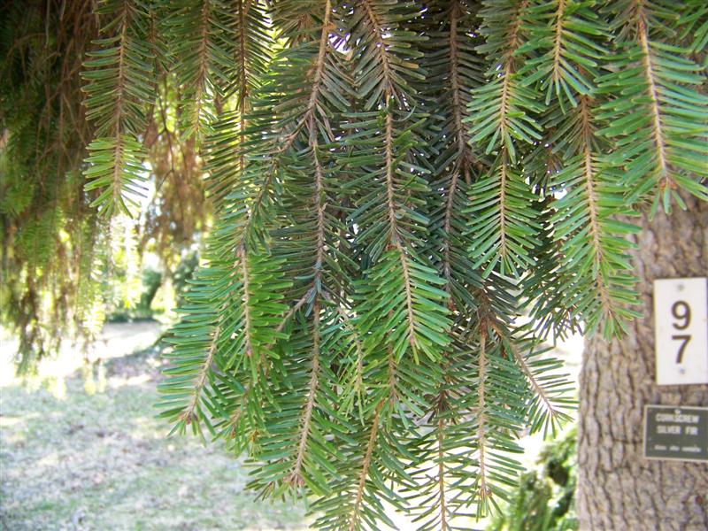 Picture of Abies alba 'Contorta' Corkscrew Silver Fir