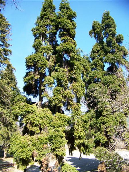 Picture of Abies alba 'Contorta' Corkscrew Silver Fir