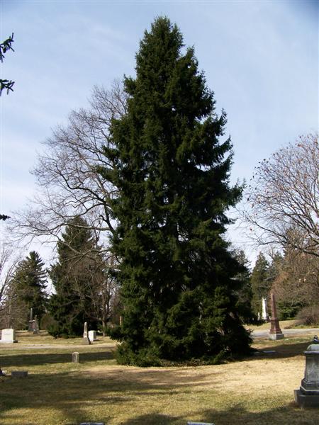 Picture of Picea orientalis  Oriental Spruce