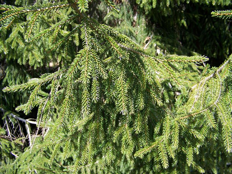 Picture of Picea orientalis  Oriental Spruce