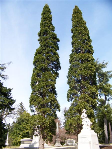 Picture of Calocedrus decurrens  California Incensecedar