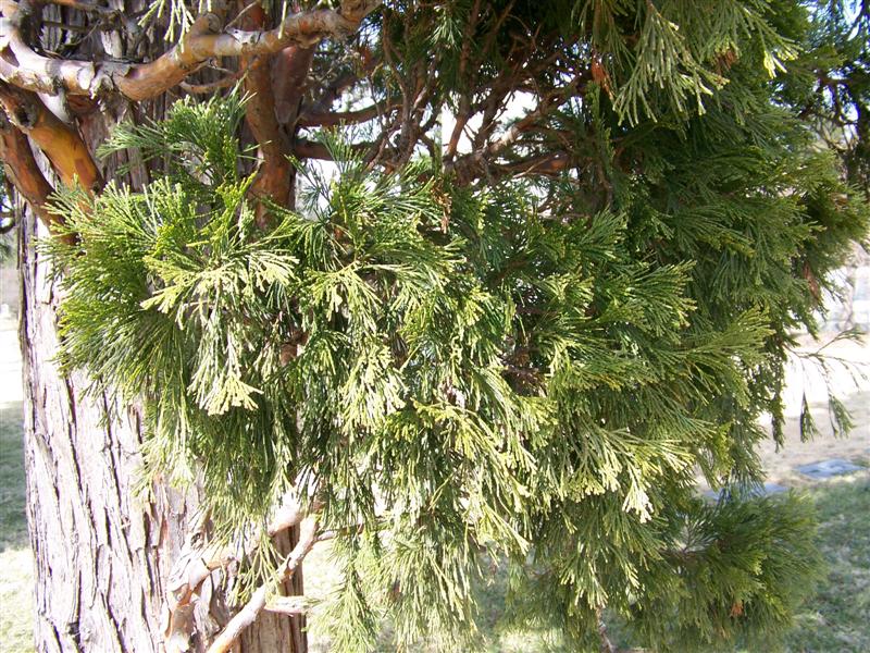 Picture of Calocedrus decurrens  California Incensecedar