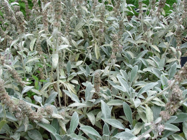 Stachys byzantina StachysByzantinaLambsEarsCUBG.JPG