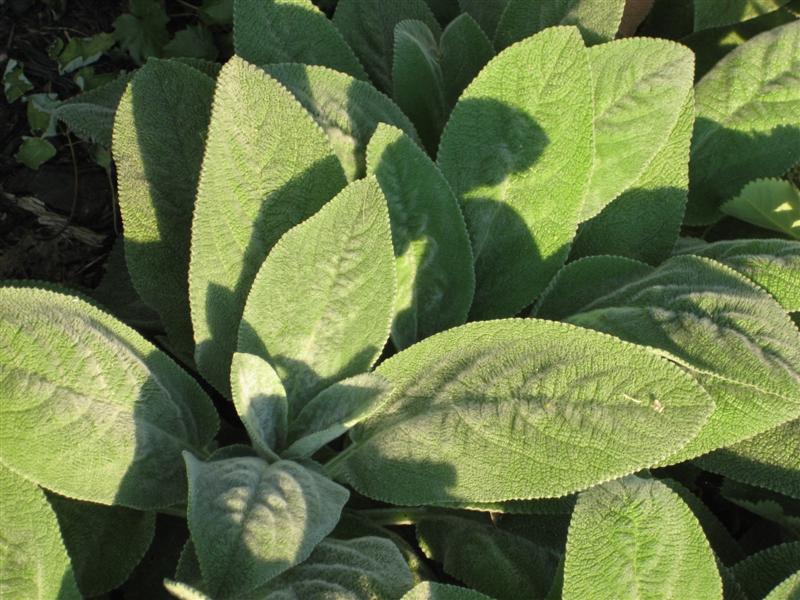 Stachys byzantina Stachys_byzantia_leaf_shade.JPG