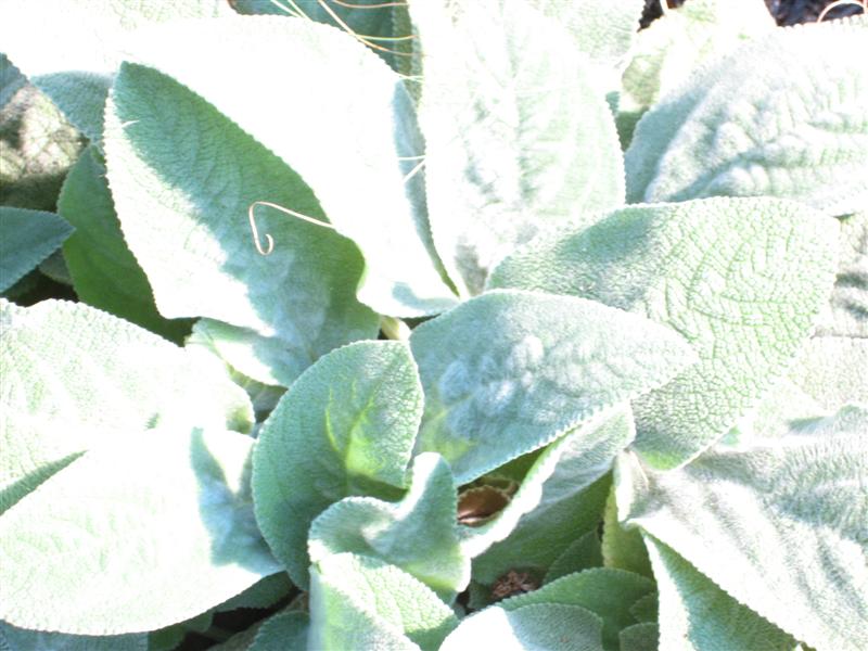 Stachys byzantina Stachys_byzantia_leaf_sunlight.JPG