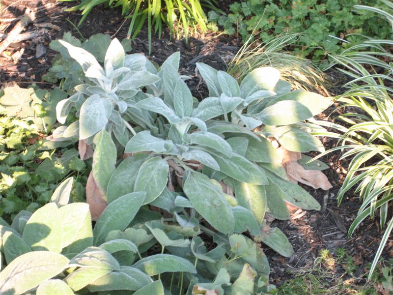 Stachys byzantina Stachys_byzantia_plant_2.JPG