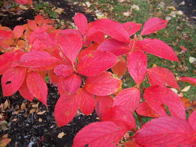 Picture of Stewartia pseudocamellia  Japanese Stewartia