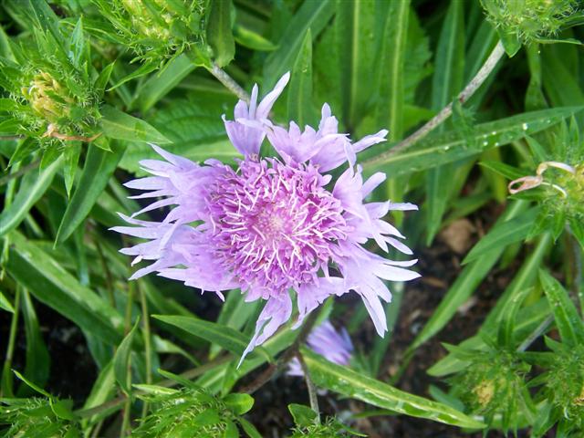 Picture of Stokesia laevis 'Klaus Jellito' Stokes Aster