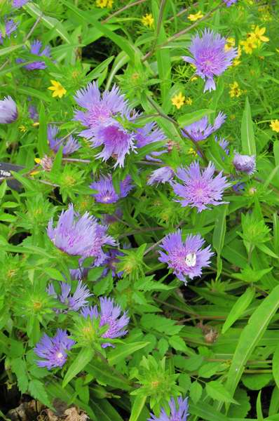 Picture of Stokesia laevis 'Klaus Jellito' Stokes Aster