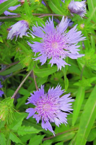 Picture of Stokesia laevis 'Klaus Jellito' Stokes Aster