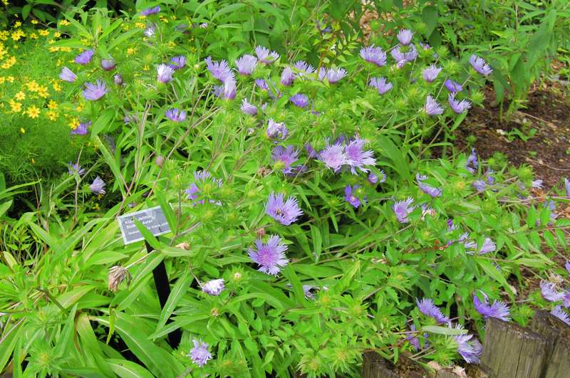 Picture of Stokesia laevis 'Klaus Jellito' Stokes Aster