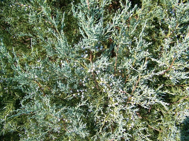 Picture of Juniperus virginiana 'Stover' Stover Eastern Redcedar