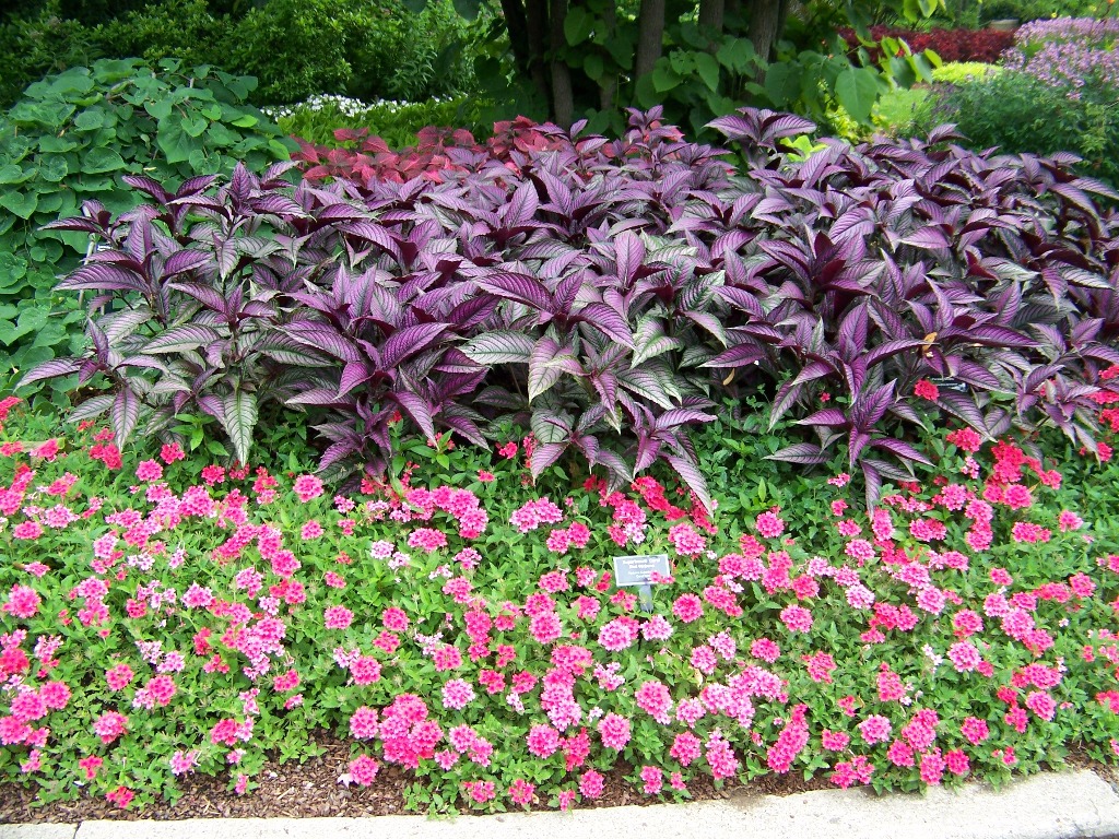 Picture of Strobilanthes dyerianus 'Persian Shield' Persian Shield