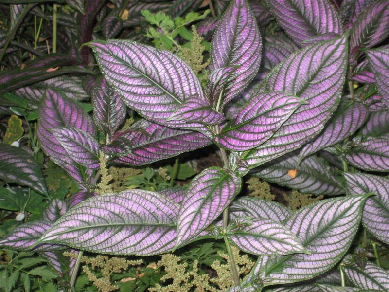 Strobilanthes dyerianus Strobilanthes_dyerianus_foliage_flash_ap.JPG