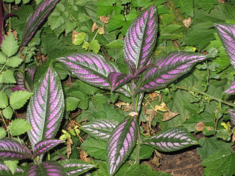 Strobilanthes dyerianus Strobilanthes_dyerianus_leaves_flash_ap.JPG