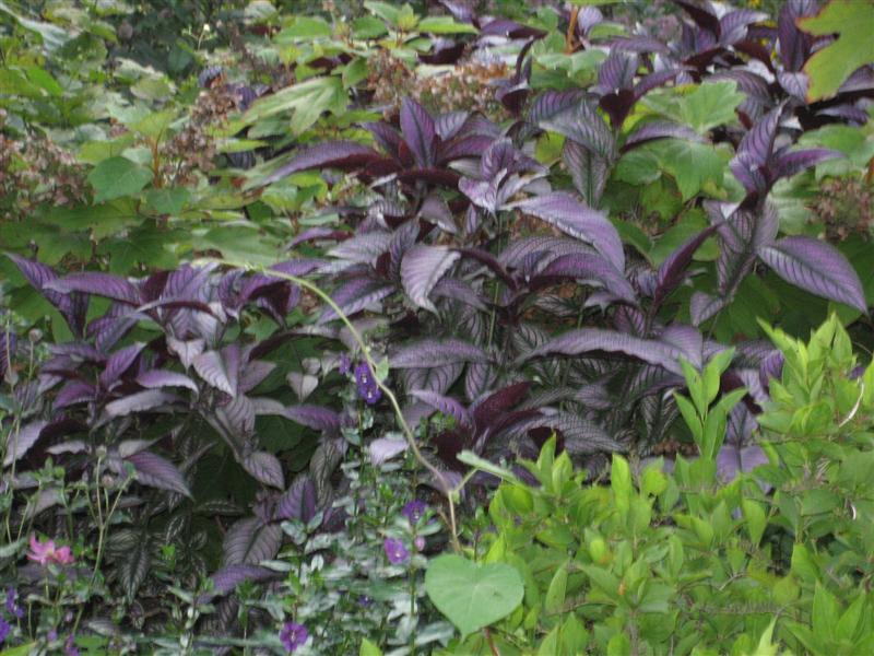 Strobilanthes dyerianus Strobilanthes_dyerianus_planted_2_ap.JPG