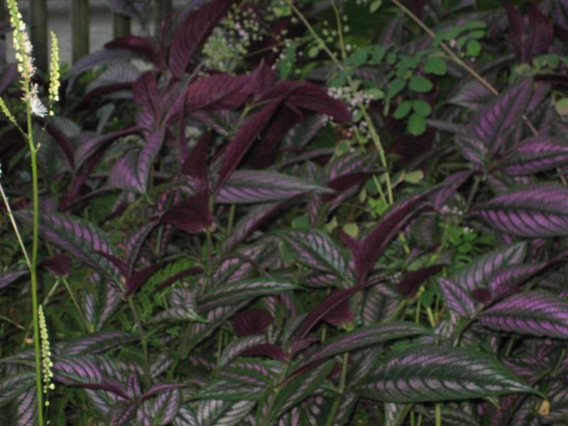 Strobilanthes dyerianus Strobilanthes_dyerianus_shade_ap.JPG