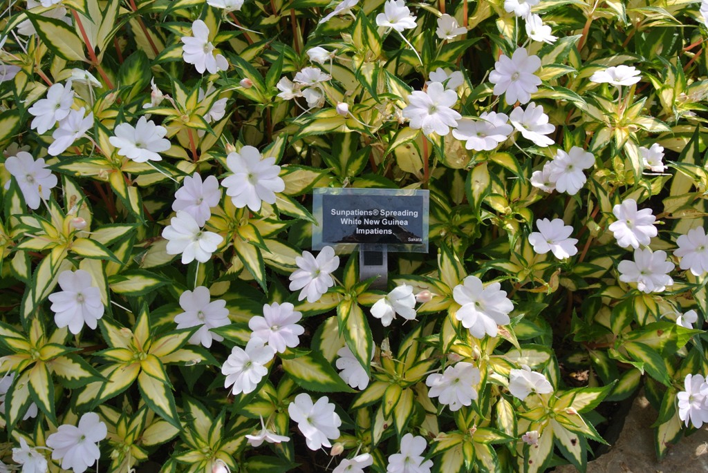 Picture of Impatiens x hybrida 'SunPatiens Spreading White' SunPatiens Spreading White Impatiens