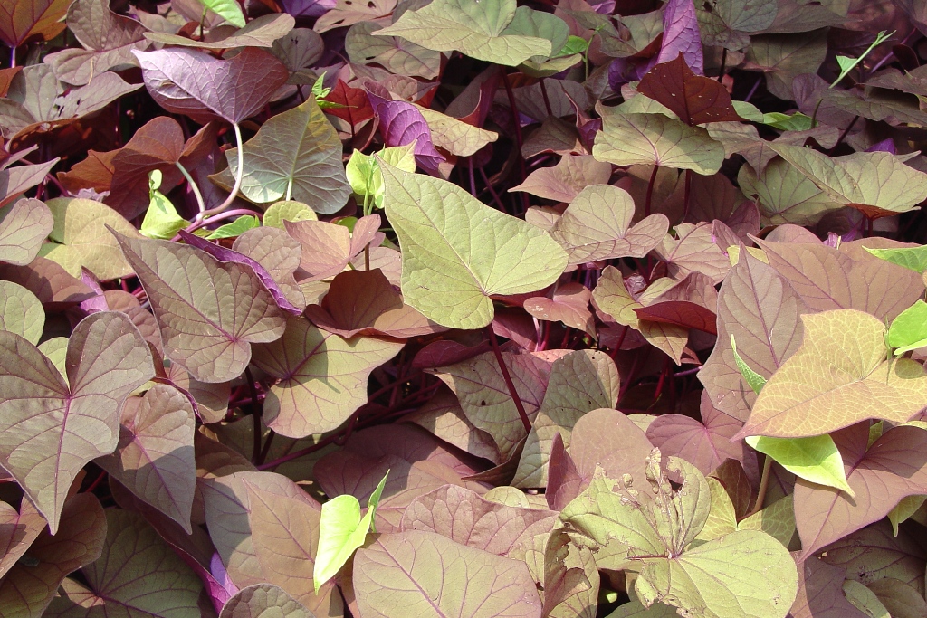 Picture of Ipomoea batatas 'Sweet Caroline Sweetheart Red' Sweet Caroline Sweetheart Red Sweet Potato Vine