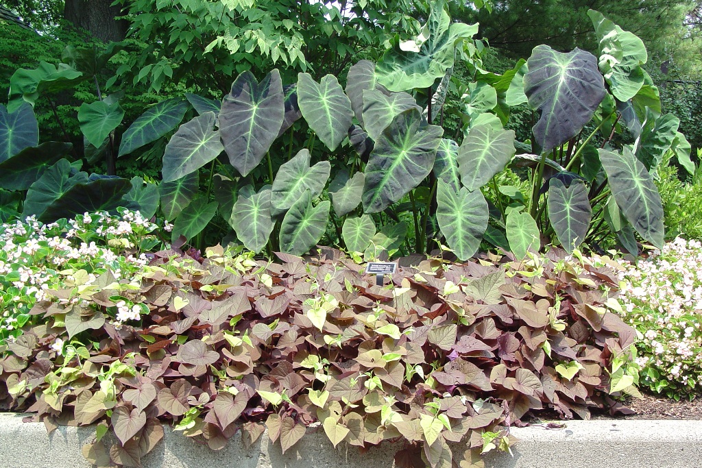 Picture of Ipomoea batatas 'Sweet Caroline Sweetheart Red' Sweet Caroline Sweetheart Red Sweet Potato Vine