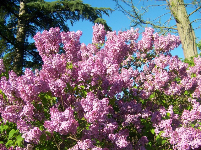 Picture of Syringa x hyacinthiflora 'Assessippi' Assessippi Lilac