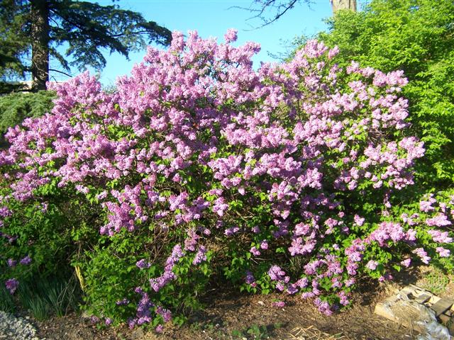 Picture of Syringa%20x%20hyacinthiflora%20'Assessippi'%20Assessippi%20Lilac