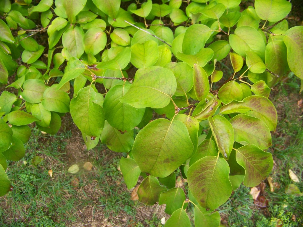 Picture of Syringa reticulata  Japanese Tree Lilac