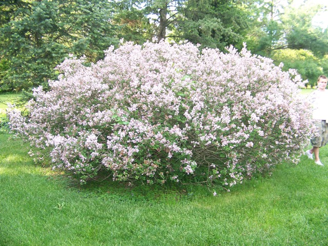 Picture of Syringa meyeri 'Palibin' Dwarf Korean Lilac