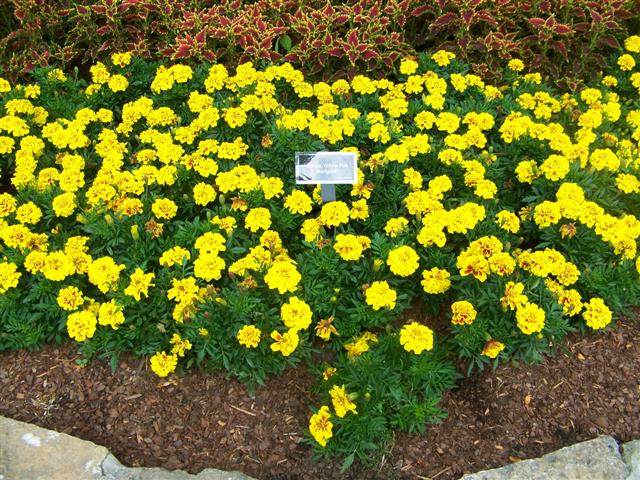 Picture of Tagetes erecta 'Aurora Yellow Fire' Aurora Yellow Fire Marigold